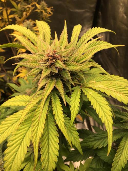 CHERRY COLA #1. Week 11