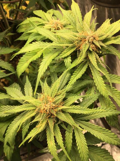 CHERRY COLA #1. Week 11