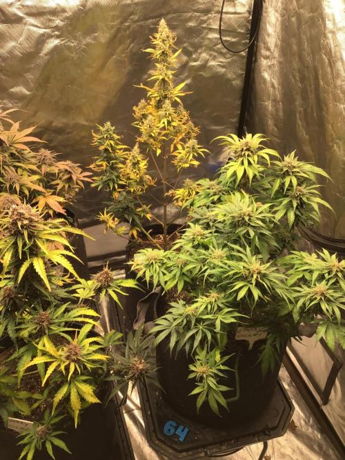 CHERRY COLA #1. Week 11