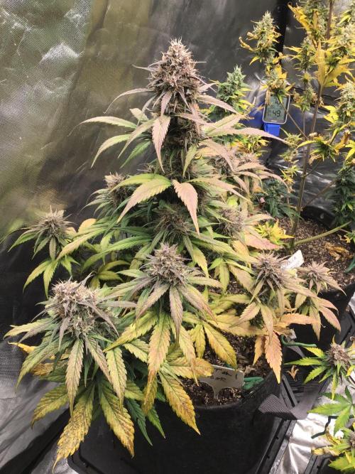 FROST BANGER #1. Week 11