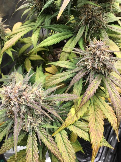 FROST BANGER #1. Week 11