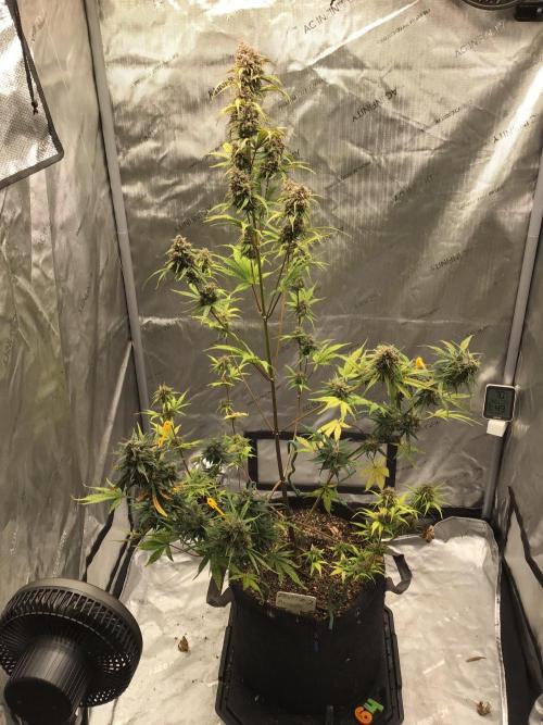 FROST BANGER #2. Week 11