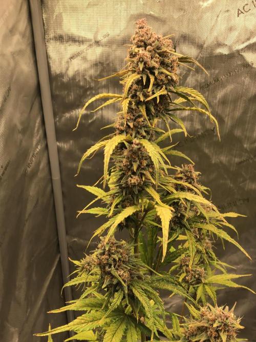 FROST BANGER #2. Week 11