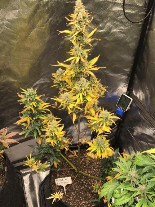 GORILLA ZKITTLES. Week 11
