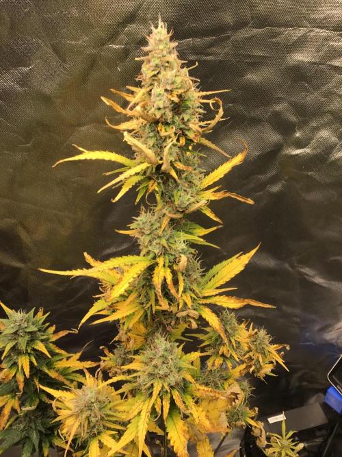 GORILLA ZKITTLES. Week 11