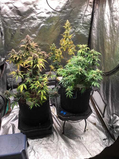 GORILLA ZKITTLES. Week 11
