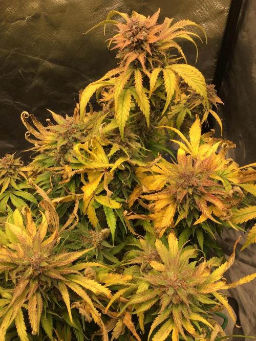 CHERRY COLA #1. Week 12