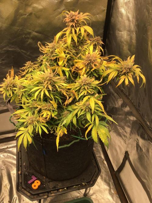 CHERRY COLA #1. Week 12