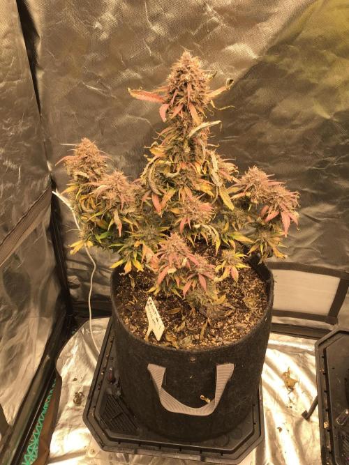 FROST BANGER #1. Week 12