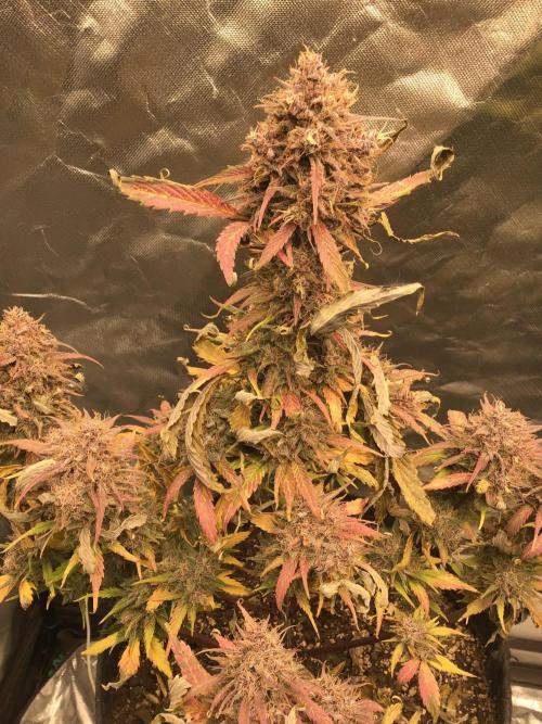 FROST BANGER #1. Week 12