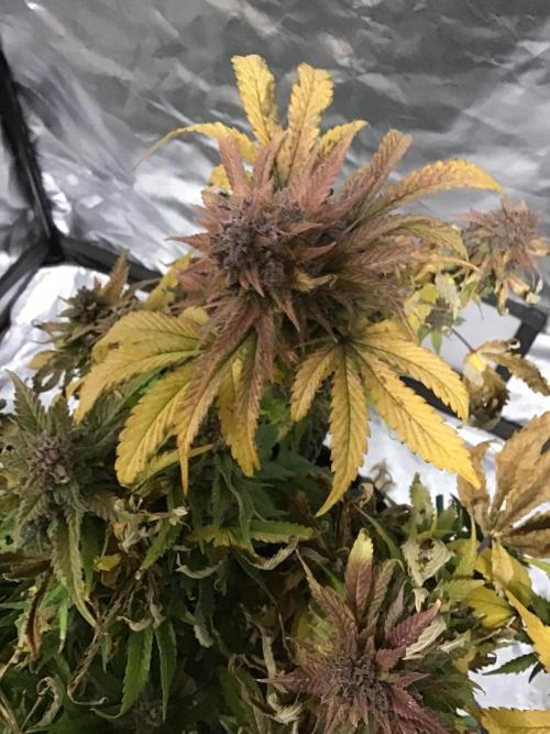 CHERRY COLA #1. Week 13