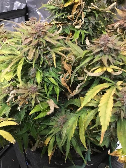 CHERRY COLA #1. Week 13