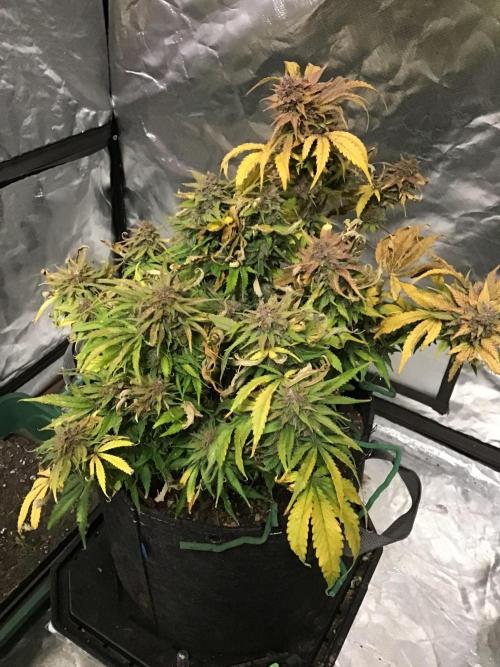 Cherry Cola Auto. Week 13