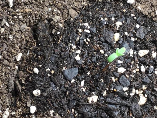 #5 MIX PAC. Week 0