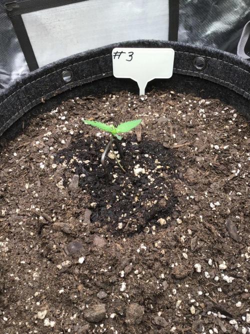 Covert 4x4. Week 2
