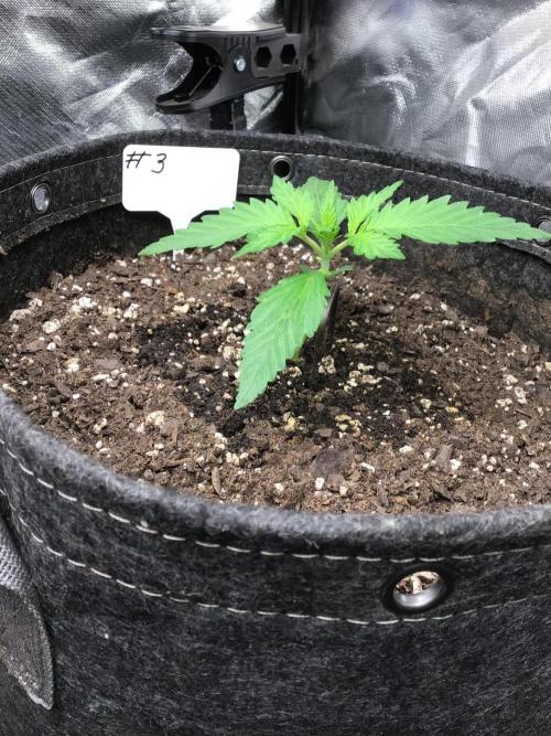 #3 MIX PAC. Week 3