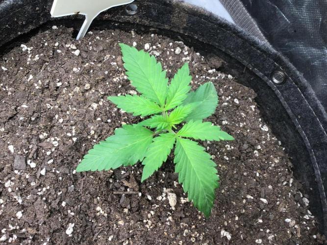 #4 MIX PAC. Week 3