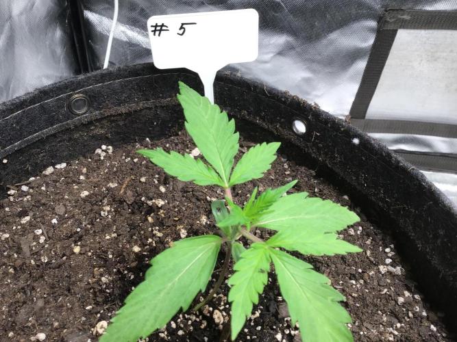 #5 MIX PAC. Week 3