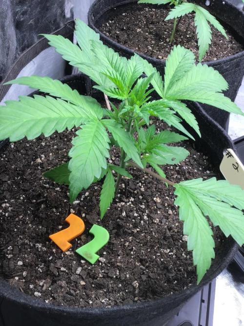 #2 MIX PAC. Week 4