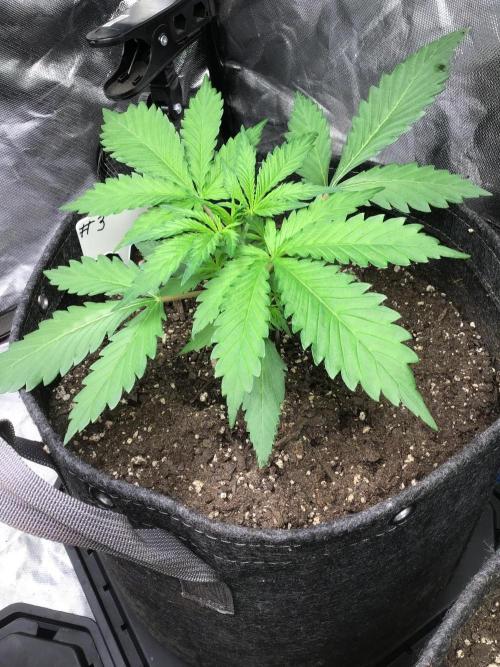#3 MIX PAC. Week 4