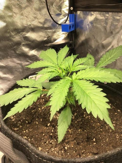 #3 MIX PAC. Week 4