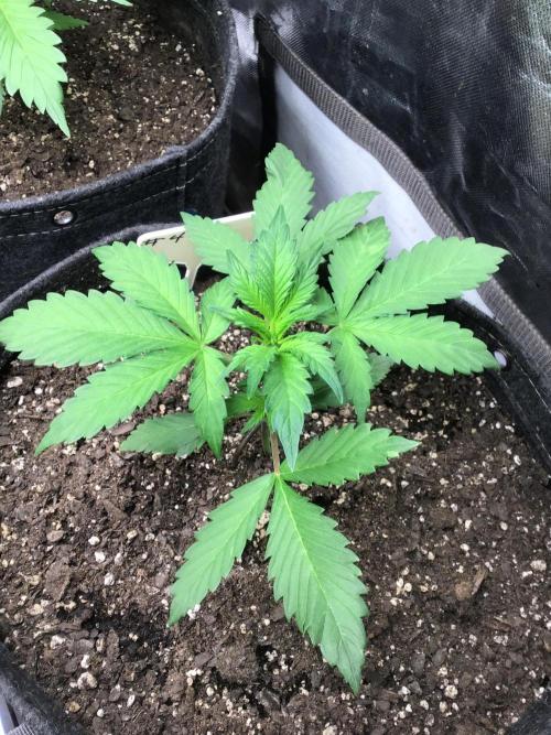 #4 MIX PAC. Week 4