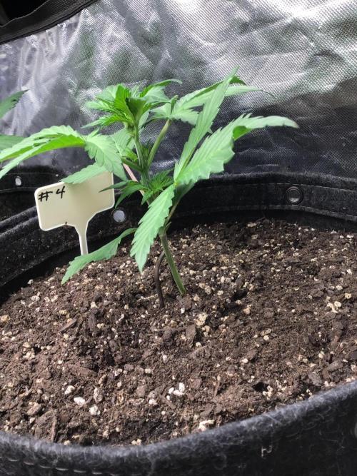 #4 MIX PAC. Week 4