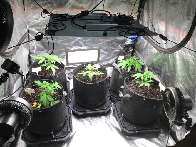 #5 MIX PAC. Week 4