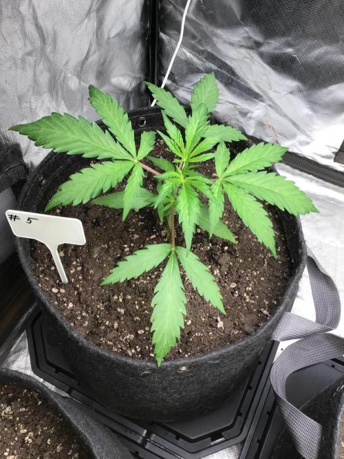 #5 MIX PAC. Week 4