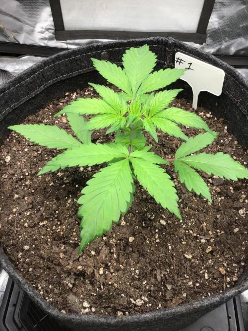 #1 MIX PAC. Week 4