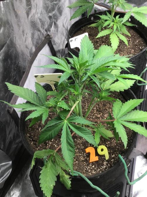 #2 MIX PAC. Week 5