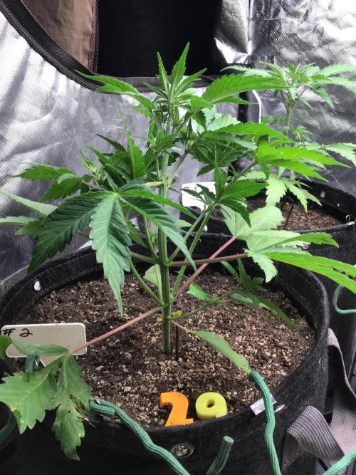 #2 MIX PAC. Week 5