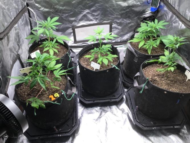 #2 MIX PAC. Week 5