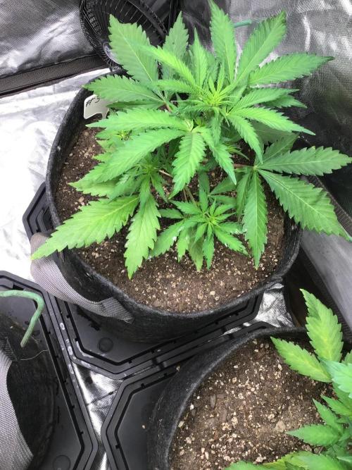 #3 MIX PAC. Week 5