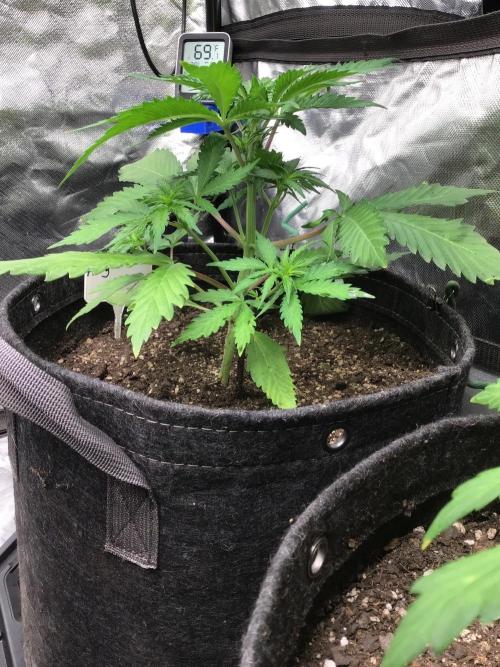 #3 MIX PAC. Week 5