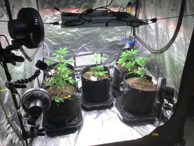 #3 MIX PAC. Week 5