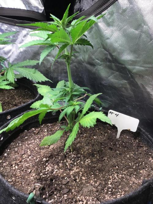 #4 MIX PAC. Week 5