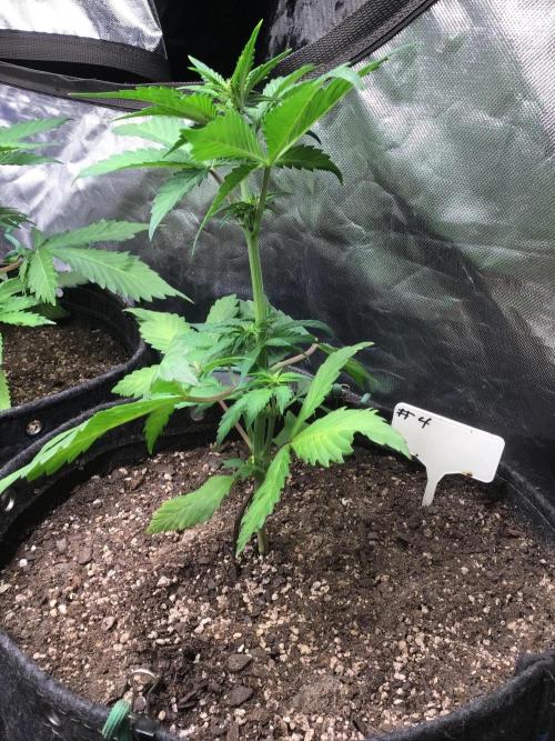 #4 MIX PAC. Week 5