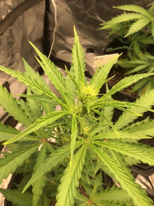 #2 MIX PAC. Week 6