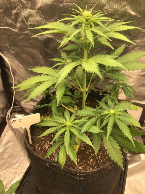#3 MIX PAC. Week 6