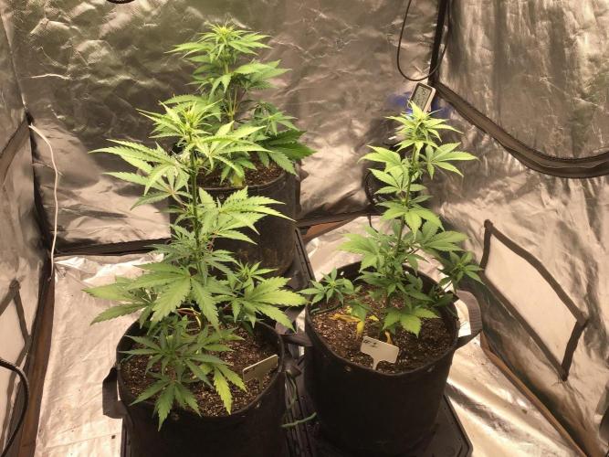#3 MIX PAC. Week 6