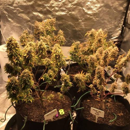 Froot by the Foot. Week 12