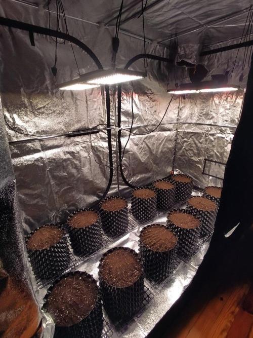 Critical Kush Auto, Biotabs & Blumat. Week 0 - pots ready