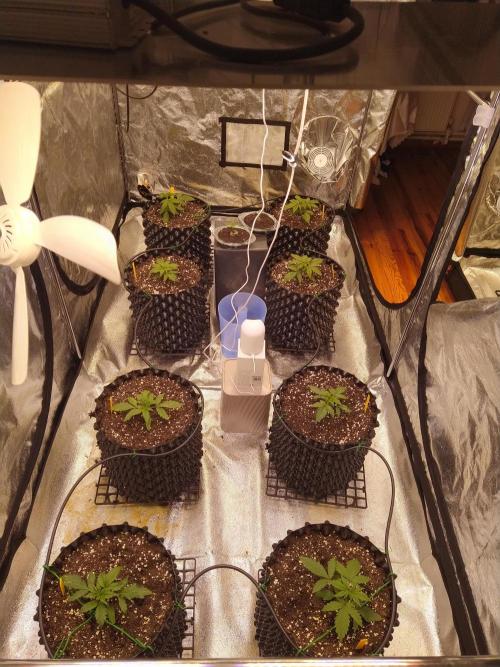 Critical Kush Auto, Biotabs & Blumat. Week 2 - day 13