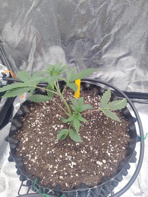 Critical Kush Auto, Biotabs & Blumat. Week 3 - day 21