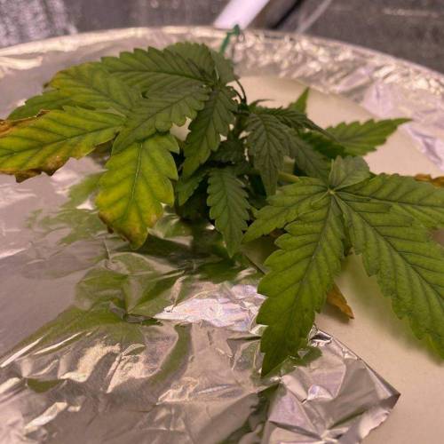 Gorilla Glue Auto Hydro. Week 3 - Growth of this plant is slower as compared to P1