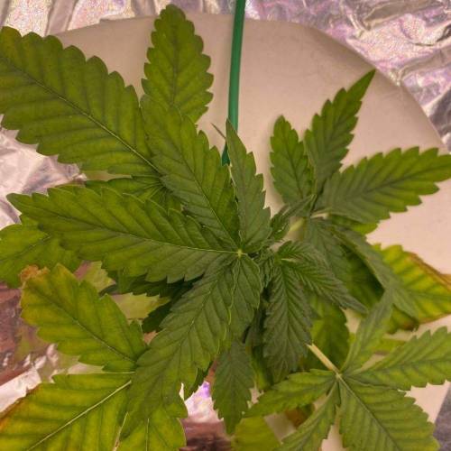 Gorilla Glue Auto Hydro. Week 3