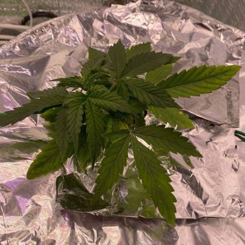 Gorilla Glue Auto Hydro. Week 3