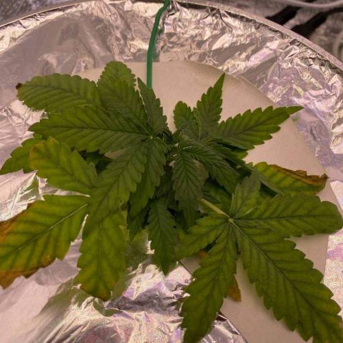 Gorilla Glue Auto Hydro. Week 3 - Plant 2. Got some burn on the lower leafs, but newer ones come out fine. 