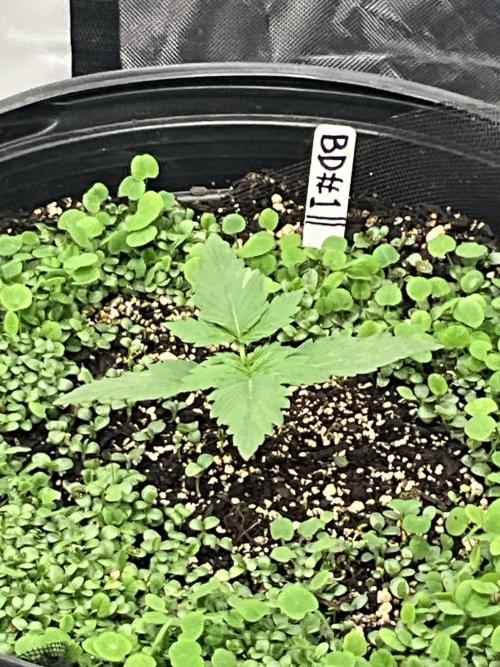 Humboldt Dream Auto X 3. Week 1 - Humboldt Dream Auto #2